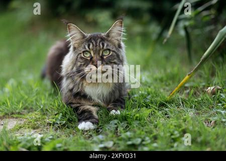 Junge Norwegische Waldkatze im Sommer im Wald Stockfoto