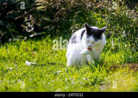 Hauskatze in Schwarz-weiß-Muster macht in der Sommersonne einen Streifzug durch den Garten Stockfoto