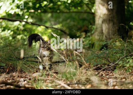 Junge Norwegische Waldkatze im Sommer im Wald Stockfoto