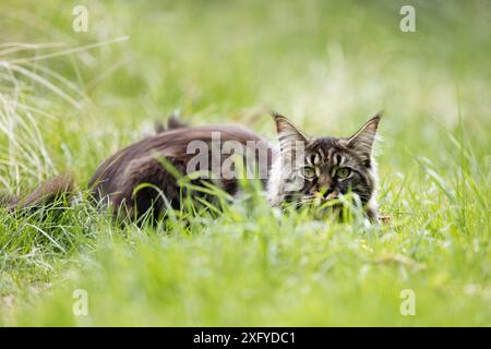 Junge Norwegische Waldkatze im Sommer im Wald Stockfoto