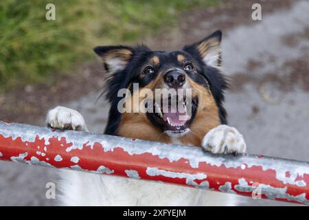 Australian Shepard Black Tri Weibchen an einer Barriere Stockfoto