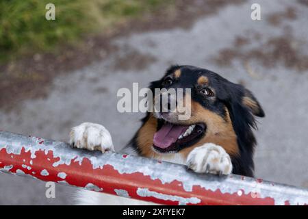 Australian Shepard Black Tri Weibchen an einer Barriere Stockfoto