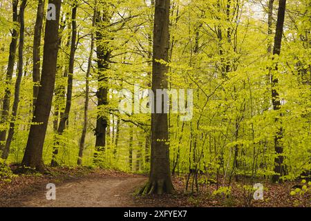 Frühling im Buchenwald in Flensburg Klues mit frischen Buchenblättern Stockfoto