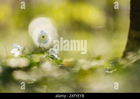 Frühling im Quelltal in Glücksburg im Wald, Holzanemonen Stockfoto