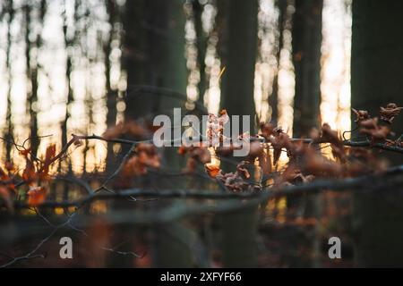 Laubwald im Dezember mit warmem Sonnenlicht, Zweige mit verdrehten Buchenblättern Stockfoto