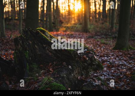 Laubwald im Dezember mit warmem Sonnenlicht, alter Baumstamm mit Moos Stockfoto