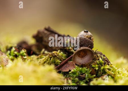 Eicheln und Moos im Wald Stockfoto