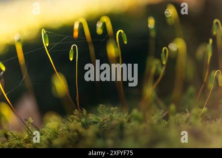 Goldenes Damenmoos (Polytrichum commune), gewöhnliches Moos - Sporenkapseln bilden sich Stockfoto