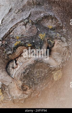 Baumrinde einer Buche mit Zwischenwuchs Stockfoto