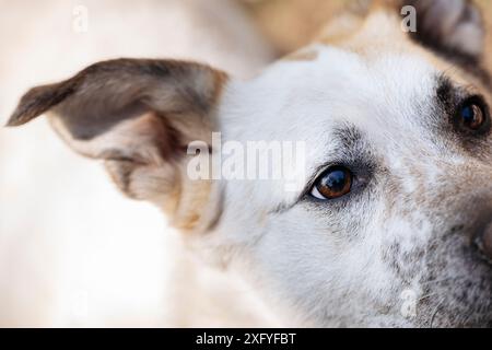 Mischhund weiß und hellbraun, Nahaufnahme des Kopfes Stockfoto