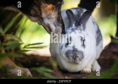 Freundschaft zwischen einem Rex-Kaninchen und einem Hund Stockfoto