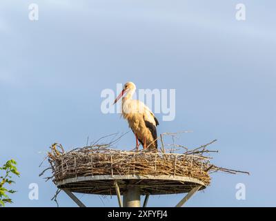 Storchennachwuchs in Wichmar (Thüringen). Stockfoto