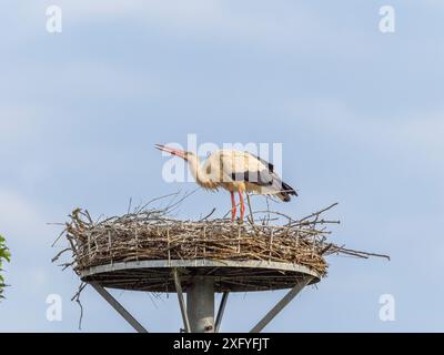 Storchennachwuchs in Wichmar (Thüringen). Stockfoto