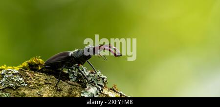 Der Hirschkäfer ist auch bekannt als Horned Hirschkäfer, männlich Stockfoto