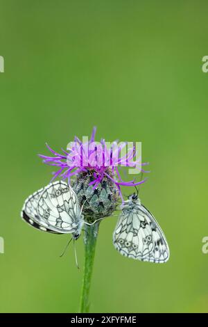 Marmorweiß (Melanargia galathea) auf einer Blume Stockfoto