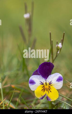 Wildes Stiefmütterchen, Feldviolett, Tautropfen Stockfoto
