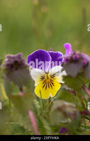 Wildes Stiefmütterchen, Feldviolett, Tautropfen Stockfoto