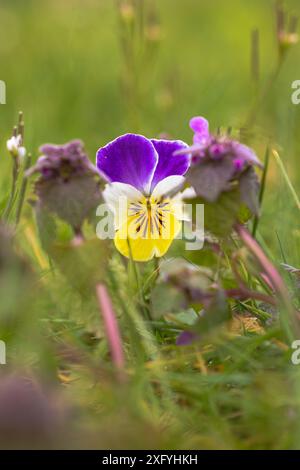 Wildes Stiefmütterchen, Feldviolett, Tautropfen Stockfoto