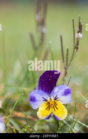 Wildes Stiefmütterchen, Feldviolett, Tautropfen Stockfoto