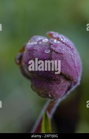 Aquilegia vulgaris Hybride „Black Barlow“, kolumbine, Knospen, Quelle, Wassertröpfchen Stockfoto