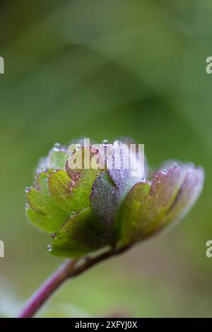 Aquilegia vulgaris Hybride „Black Barlow“, kolumbine, Knospen, Quelle, Wassertröpfchen Stockfoto