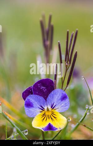 Wildes Stiefmütterchen, Feldviolett, Tautropfen Stockfoto