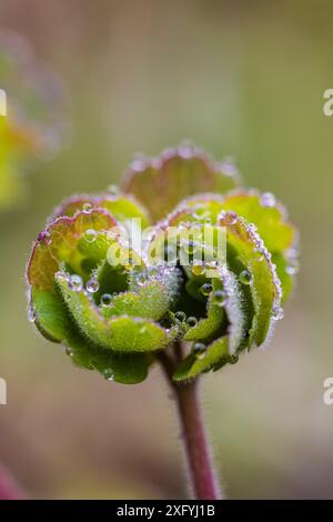 Aquilegia vulgaris Hybride „Black Barlow“, kolumbine, Knospen, Quelle, Wassertröpfchen Stockfoto