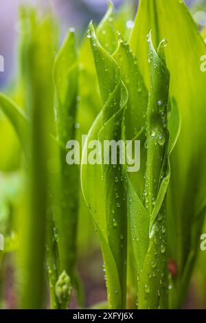 Buds von Maiglöckchen (Convallaria majalis) Stockfoto