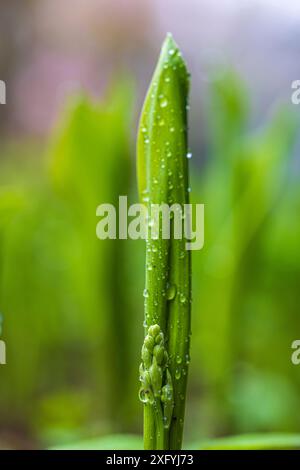 Buds von Maiglöckchen (Convallaria majalis) Stockfoto