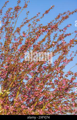 Japanischer Kirschbaum, Äste mit rosa Blüten vor blauem Himmel im Frühjahr Stockfoto