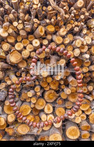 Herz aus Kastanien auf gestapeltem Holz, angeordnetes Stillleben, Landhausstil Stockfoto