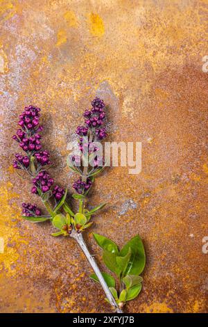 Studio-Aufnahme von frisch geerntetem Flieder (Syringa vulgaris) auf einer Gitteroberfläche Stockfoto