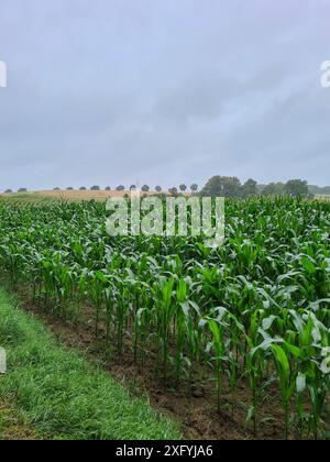 Seitenansicht eines wachsenden Maisfeldes in einer ländlichen Region in Nordrhein-Westfalen Stockfoto