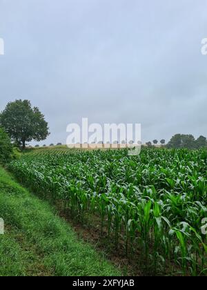 Seitenansicht eines wachsenden Maisfeldes in einer ländlichen Region in Nordrhein-Westfalen Stockfoto