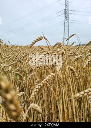 Nahaufnahme von Ohren und Stielen von Weizen im Getreidefeld, Getreideernte Sommerweizen in der ländlichen Region Nordrhein-Westfalen Stockfoto