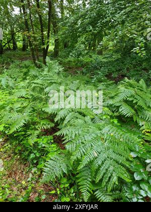 Grüner Farn mit großen Blättern nach einem Regenschauer in einem Wald in Nordrhein-Westfalen Stockfoto