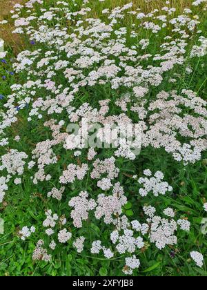 Die wilden, robusten Grünpflanzen, genannt Schafgarbe mit dem botanischen Namen Achillea millefolium, auf einer Wiese in einem ländlichen Gebiet in Nordrhein-Westfalen Stockfoto