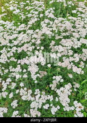 Die wilden, robusten Grünpflanzen, genannt Schafgarbe mit dem botanischen Namen Achillea millefolium, auf einer Wiese in einem ländlichen Gebiet in Nordrhein-Westfalen Stockfoto