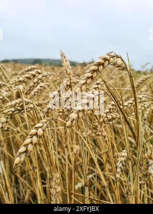 Nahaufnahme von Ohren und Stielen von Weizen im Getreidefeld, Getreideernte Sommerweizen in der ländlichen Region Nordrhein-Westfalen Stockfoto