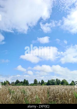 Ackerfeld vor blauem Himmel mit weißen Wolken in der ländlichen Region Nordrhein-Westfalen Stockfoto