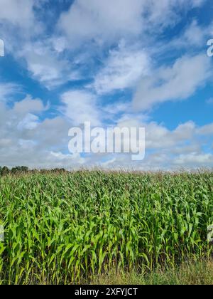 Blick auf ein Maisfeld und blauen Himmel mit weißen Wolken an einem Sommertag in einer ländlichen Gegend, Nordrhein-Westfalen, Deutschland Stockfoto