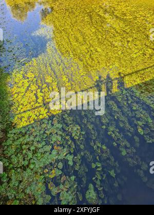 Drei Schatten von Menschen auf einer Brücke spiegeln sich auf dem Fluss von Sonne und Schatten, Schattenspiele im Sommer, viele Algen und Seerosen auf der Else, Klimawandel, Nordrhein-Westfalen, Deutschland Stockfoto