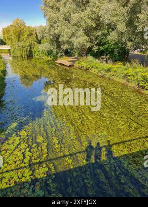 Drei Schatten von Menschen auf einer Brücke spiegeln sich auf dem Fluss von Sonne und Schatten, Schattenspiele im Sommer, viele Algen und Seerosen auf der Else, Klimawandel, Nordrhein-Westfalen, Deutschland Stockfoto