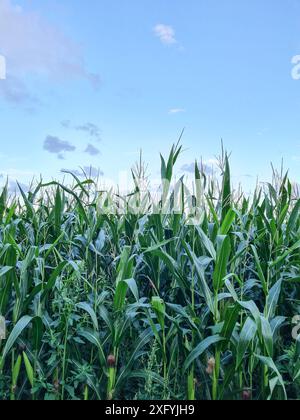 Blick auf ein grünes Maisfeld mit blauem Himmel am Horizont, Landwirtschaft und Landwirtschaft in Nordrhein-Westfalen Stockfoto