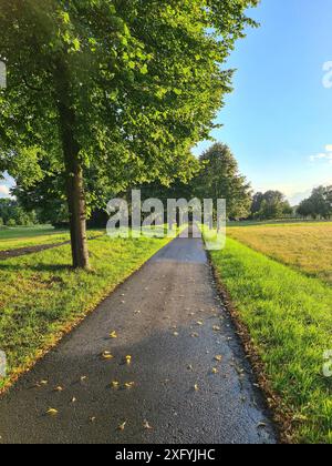 Radweg zwischen grünen Bäumen und Feldern in einem Naherholungsgebiet, abendliche Atmosphäre nach einem Regenschauer, Nordrhein-Westfalen, Deutschland Stockfoto