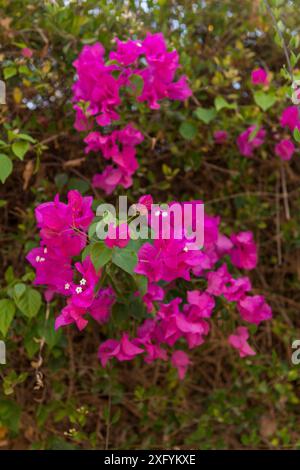 Eine vertikale Nahaufnahme von leuchtenden magentafarbenen Bougainvillea-Blüten in einem Garten mit grünem Laub. Stockfoto