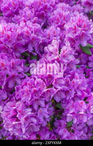Eine vertikale Nahaufnahme leuchtender violetter Rhododendronblüten in voller Blüte. Stockfoto