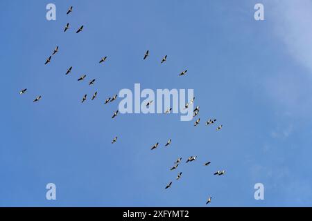 Eine Schar Kraniche am blauen Himmel, Ludwigslust, Mecklenburg-Vorpommern, Deutschland Stockfoto