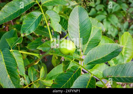 Nussbaum auf einem Nussbaum (Juglans regia) mit schönen grünen Blättern. Stockfoto