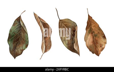 Herbstlaub in verschiedenen Stadien des Verfalls. Die botanische Kollektion mit Aquarellen wird von Hand im Herbststil gezeichnet. Für saisonale Designs, in Postkarten Stockfoto